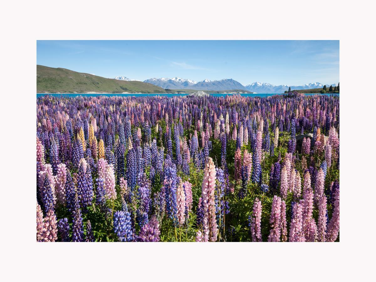 Alpine Suites On Tekapo Luxury B&B Lake Tekapo Eksteriør bilde